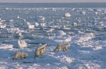 A Family Hunting