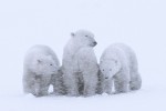 Family in a Blizzard