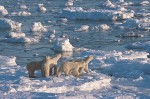 Family on a Floe