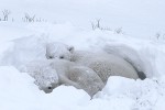 Sharing a Snow Bed