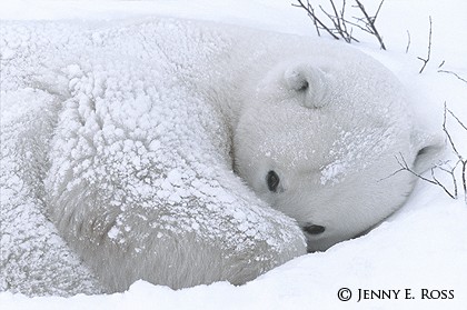 A Bed in the Snow #1