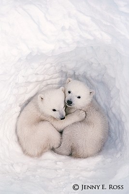 Twin Cubs in a Snow Den #1