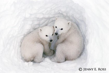 Twin Cubs in a Snow Den #2
