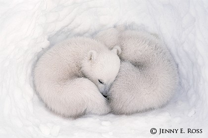 Twin Cubs in a Snow Den 3