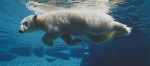 Swimming Polar Bear