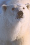 The Polar Bear