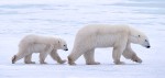 Walking With Mother #3