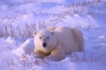 Young Bear at Sunset