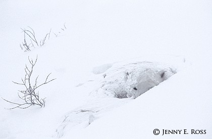 A Bed Beneath the Snow