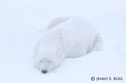 Asleep in a Blizzard