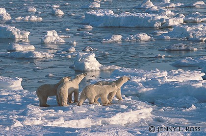 Family on a Floe