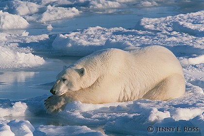 Lying in Wait