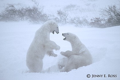 Playing in a Snowstorm