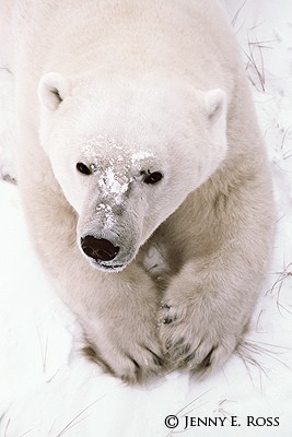 Polar Bear Portrait