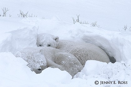 Sharing a Snow Bed