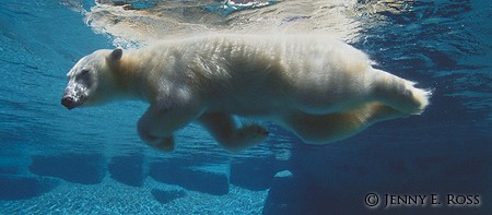 Swimming Polar Bear