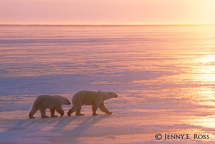 The Ice Walkers