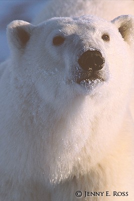 The Polar Bear