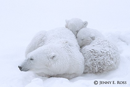 Watchful Mother