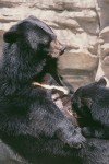 Asian Bear Nursing