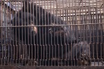 Asiatic Black Bear Rescued From a Bile Farm