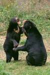 Playful Sun Bears