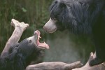 Sloth Bear Confrontation