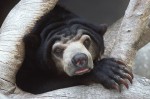 Sun Bear Portrait