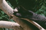 Sun Bear Resting