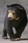 Sun Bear Walking