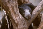 The Sloth Bear #3