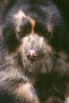 The Spectacled Bear #1