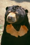 The Sun Bear