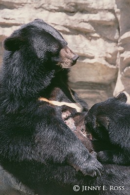 Asian Bear Nursing