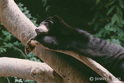 Sun Bear Resting