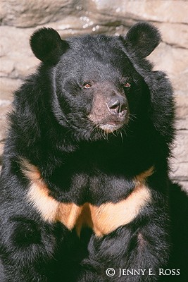 The Asiatic Black Bear #2