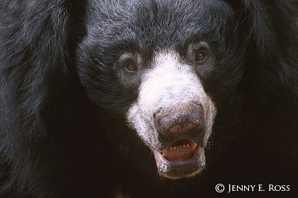 The Sloth Bear #2