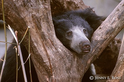 The Sloth Bear #3