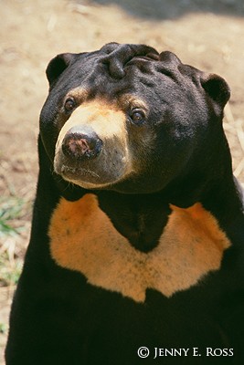 The Sun Bear