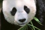 Giant Panda