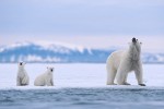 At the Edge of the Ice #1