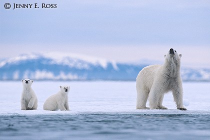 At the Edge of the Ice #1