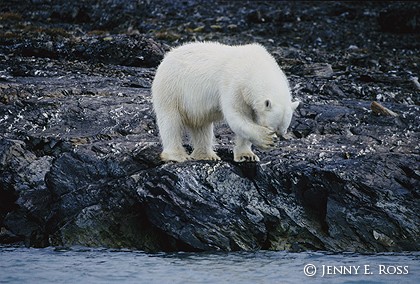 Polar Bear Angst