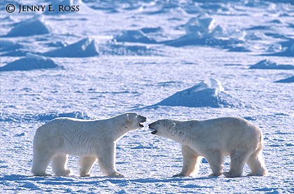 Encounter on the Ice