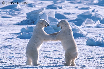 Ice Dance