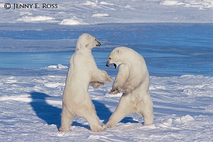 Sparring on Ice