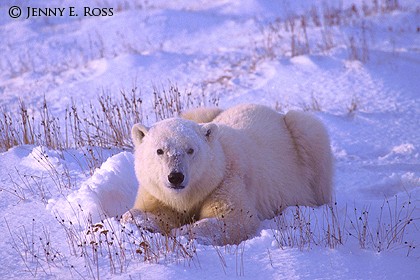 Young Bear at Sunset