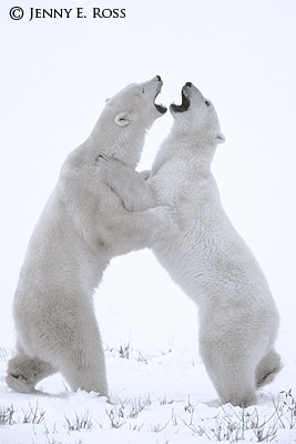 Snow Dance