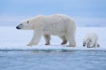 Following a Scent with Mother