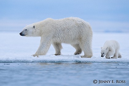 Following a Scent with Mother